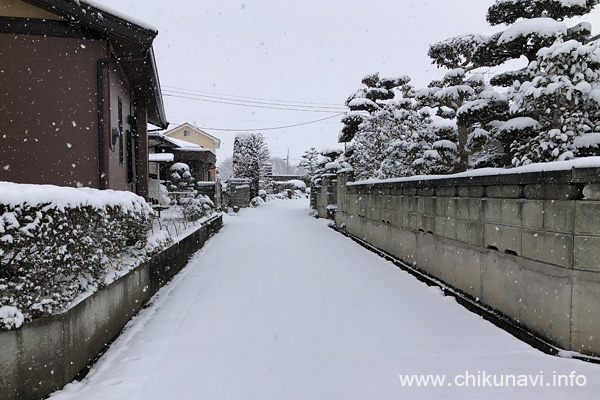 筑西市野殿に降った雪 [2026年2月8日撮影]