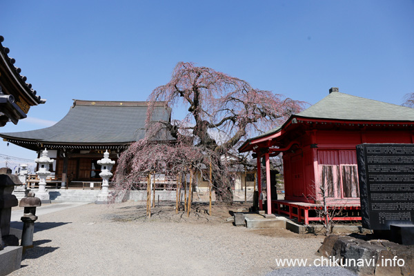 開花した延命寺の樹齢300年のしだれ桜 [2026年3月19日撮影]