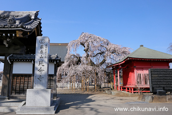 延命寺の樹齢300年のしだれ桜 [2026年3月24日撮影]