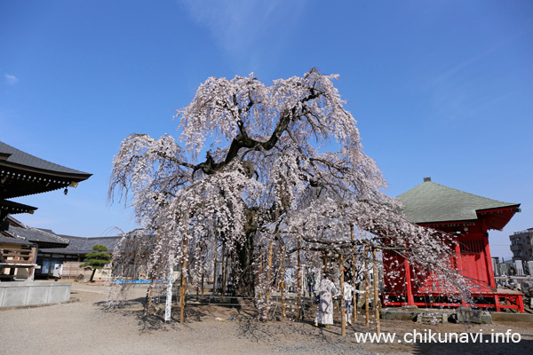 延命寺の樹齢300年のしだれ桜 [2026年3月24日撮影]