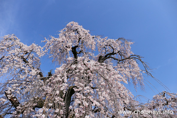 延命寺の樹齢300年のしだれ桜 [2026年3月24日撮影]