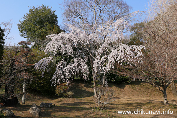 観音寺 (中館) のしだれ桜 [2026年3月24日撮影]