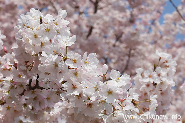 県西生涯学習センターの桜 [2026年3月29日撮影]