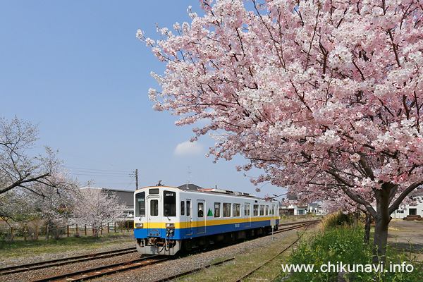 黒子駅の桜 神代曙 (ジンダイアケボノ) [2026年3月29日撮影]