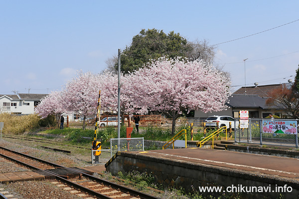 黒子駅の桜 [2026年3月29日撮影]