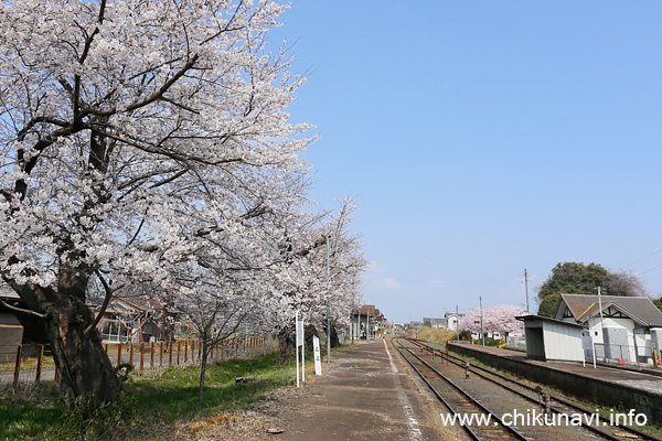 黒子駅の桜 [2026年3月29日撮影]