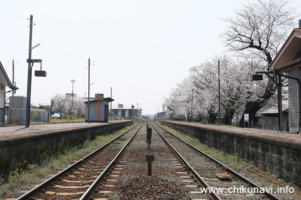 黒子駅の桜 [2026年3月29日撮影]