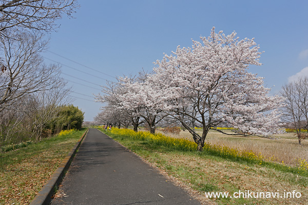 母子島遊水地の桜 [2026年3月29日撮影]