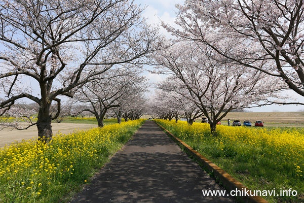 母子島遊水地の桜 [2026年3月29日撮影]