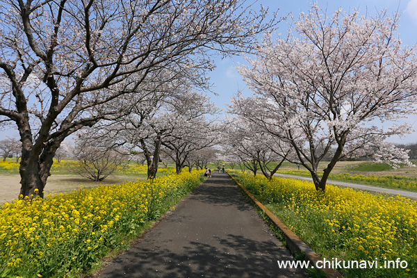 母子島遊水地の桜 [2026年3月29日撮影]