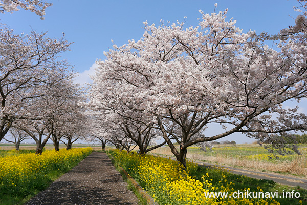 母子島遊水地の桜 [2026年3月29日撮影]