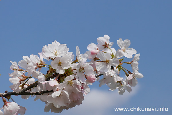 母子島遊水地の桜 [2026年3月29日撮影]