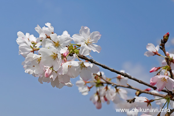 母子島遊水地の桜 [2026年3月29日撮影]