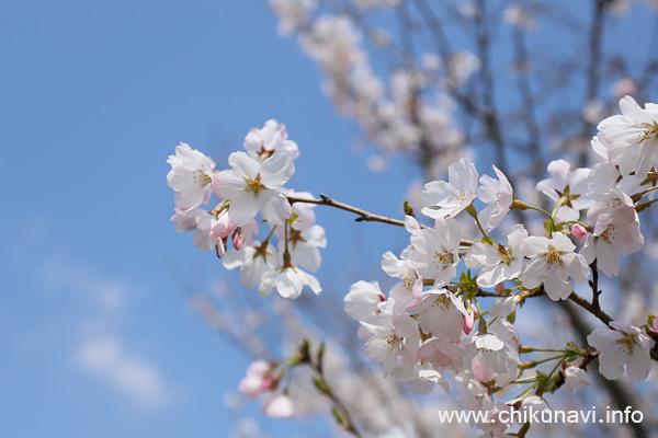 母子島遊水地の桜 [2026年3月29日撮影]