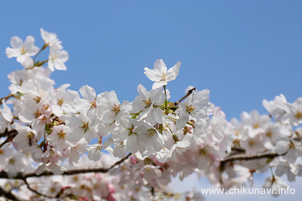 母子島遊水地の桜 [2026年3月29日撮影]