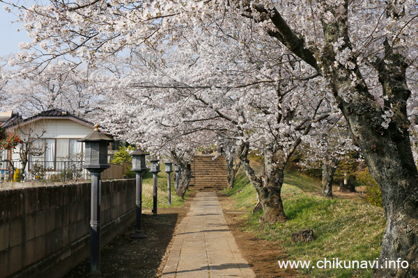 観音寺 (中館) の桜 [2026年3月29日撮影]
