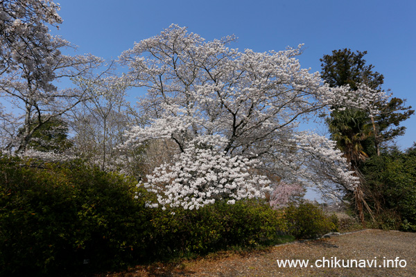 観音寺 (中館) の桜 [2026年3月29日撮影]