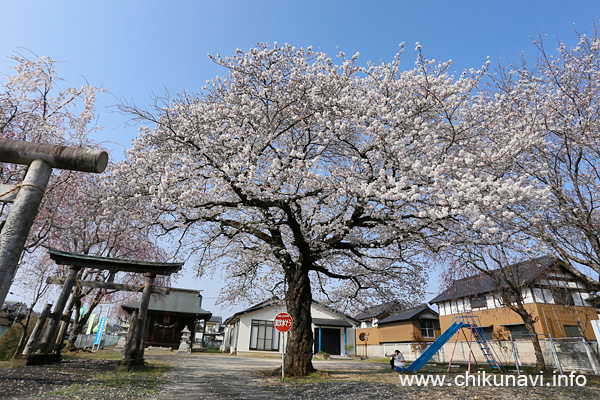 八幡神社の桜 [2026年3月29日撮影]