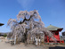 延命寺のしだれ桜