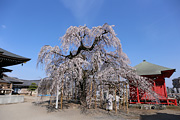 延命寺のしだれ桜