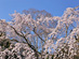 観音寺 (中館) のしだれ桜