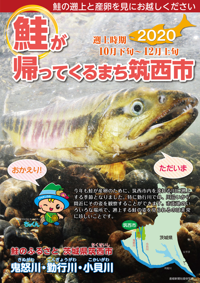 鮭が帰ってくるまち筑西市