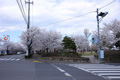筑西市内のさくら　下岡崎近隣公園