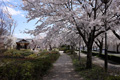 筑西市内のさくら　下岡崎近隣公園