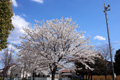 筑西市内のさくら　下岡崎近隣公園