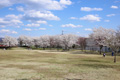 筑西市内のさくら　下岡崎近隣公園