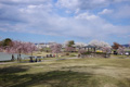 筑西市内のさくら　下岡崎近隣公園