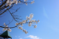 筑西市内のさくら　下岡崎近隣公園