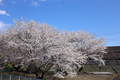 筑西市内のさくら　下岡崎近隣公園