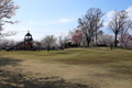 筑西市内のさくら　下岡崎近隣公園