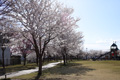筑西市内のさくら　下岡崎近隣公園