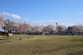 筑西市内のさくら　下岡崎近隣公園