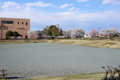 筑西市内のさくら　下岡崎近隣公園