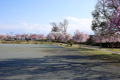 筑西市内のさくら　下岡崎近隣公園