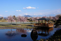 筑西市内のさくら　下岡崎近隣公園