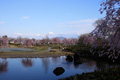 筑西市内のさくら　下岡崎近隣公園