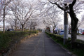 筑西市内のさくら　下岡崎近隣公園