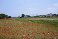 ポピー花まつり