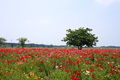 ポピー花まつり