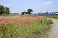 ポピー花まつり