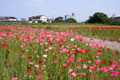ポピー花まつり