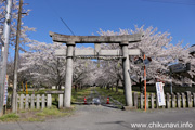 二所神社のさくら