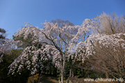 観音寺 (中館) のしだれ桜