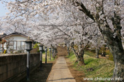 観音寺 (中館) のさくら