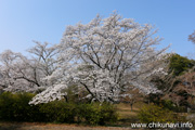 観音寺 (中館) のさくら